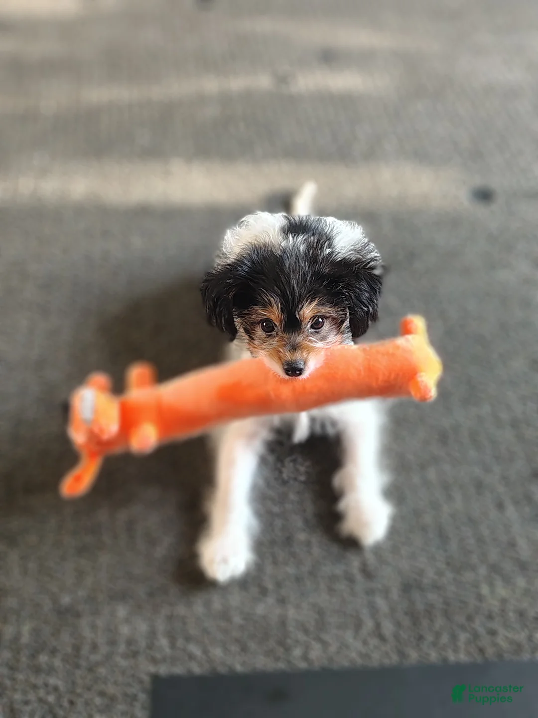 Yorkiepoo dogs for sale: Peaches - Ad 2