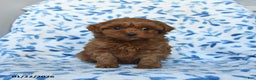 Cavapoo dogs for sale: Chloe - Ad 3