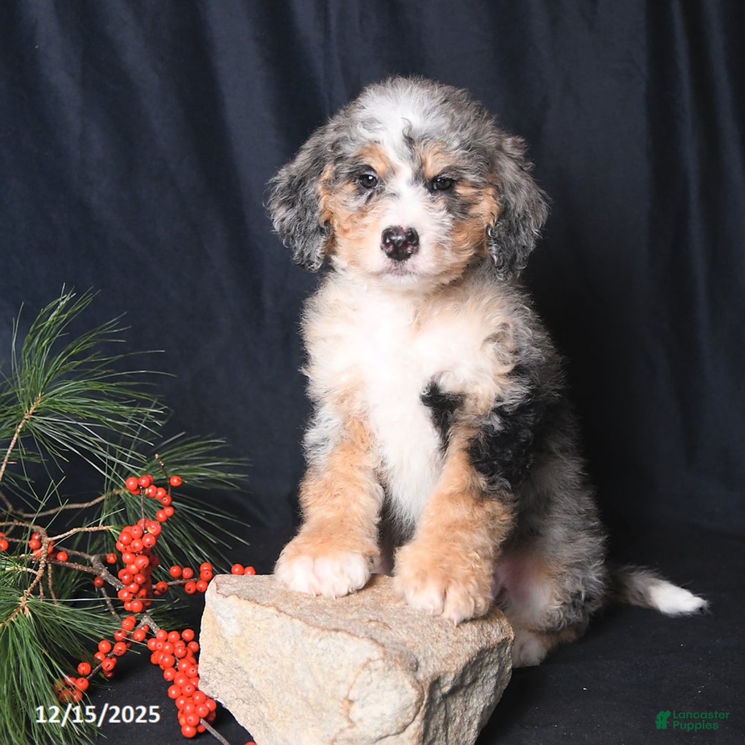 Bernedoodle dogs for sale: Conner - Ad 2