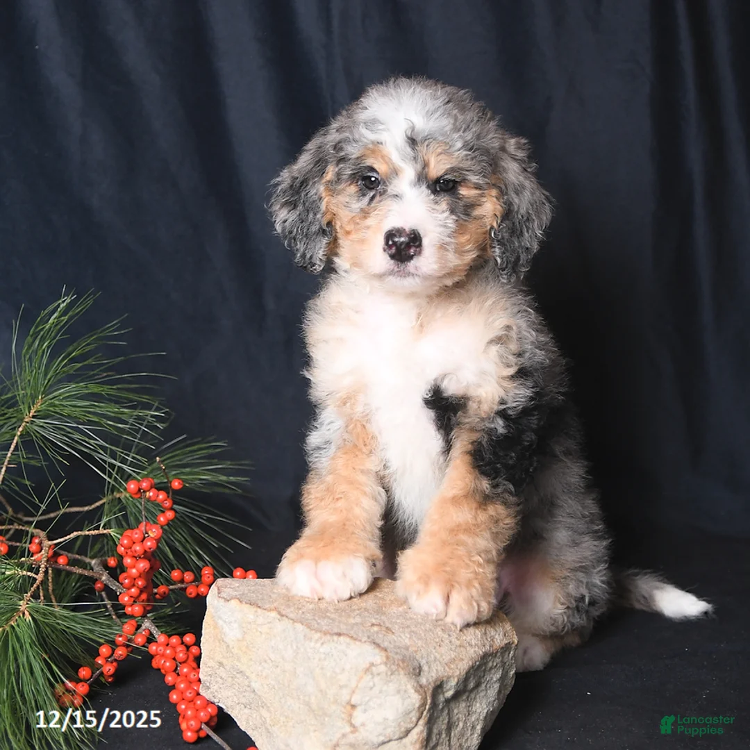 Bernedoodle dogs for sale: Conner - Ad 2