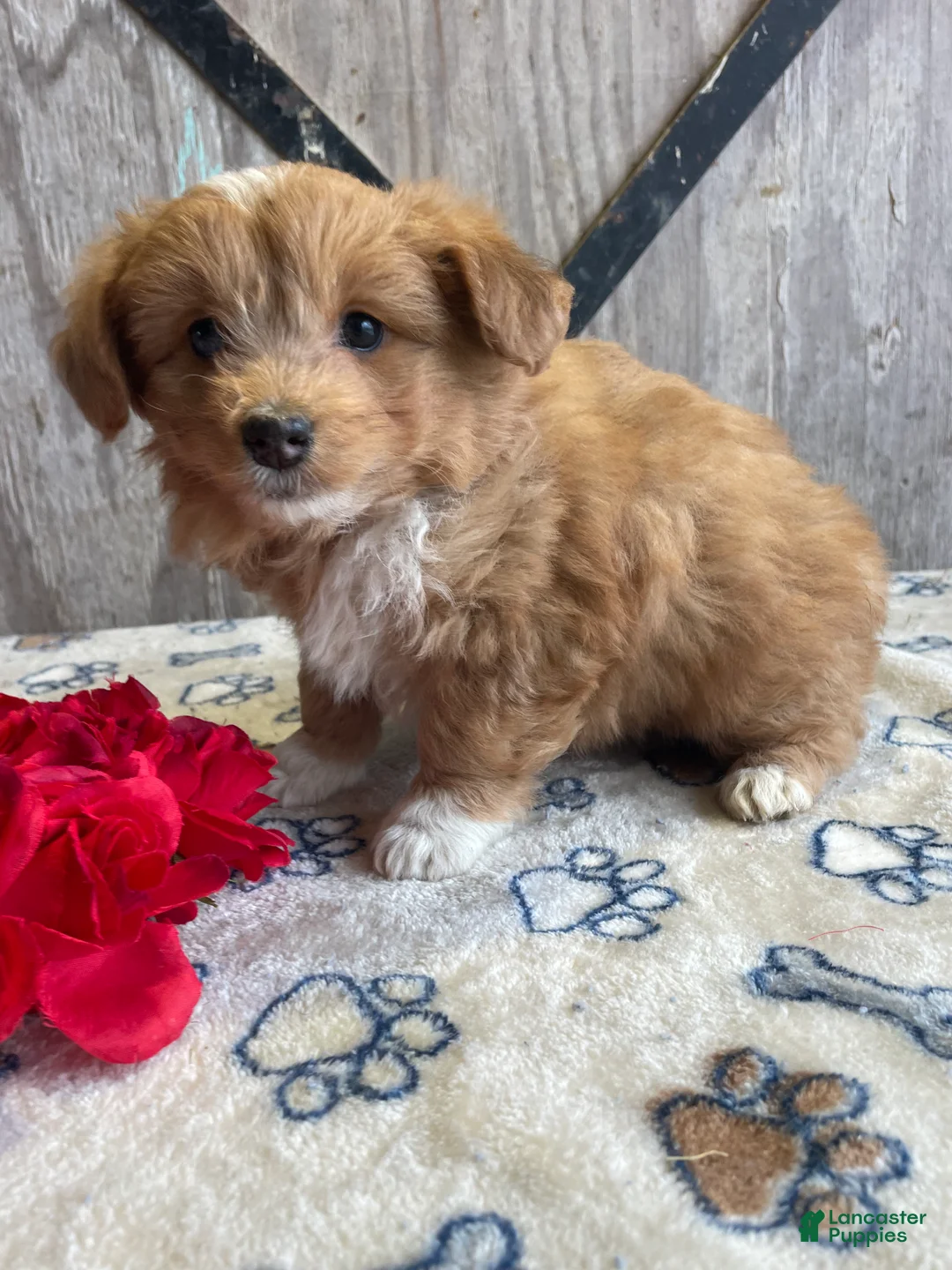 Corgipoo dogs for sale: Tori - Ad 1