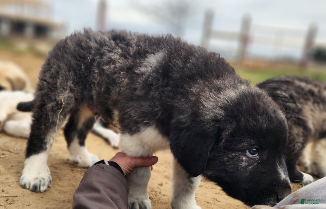 Anatolian Shepherd dogs for sale: Zena 2025 M1 - Ad 7