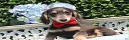 Miniature Dachshund dogs for sale: Miniature Dachshund 2 - Ad 7