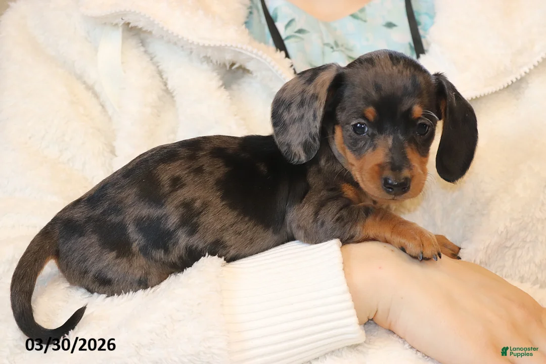 Miniature Dachshund dogs for sale: Jewel - Ad 2