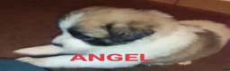 Mixed Breed dogs for sale: Angel  - Ad 1