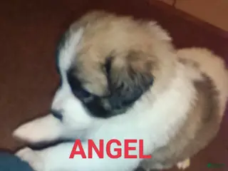 Mixed Breed dogs Angel - Ad 23