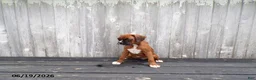 Boxer dogs for sale: Cherry - Ad 5