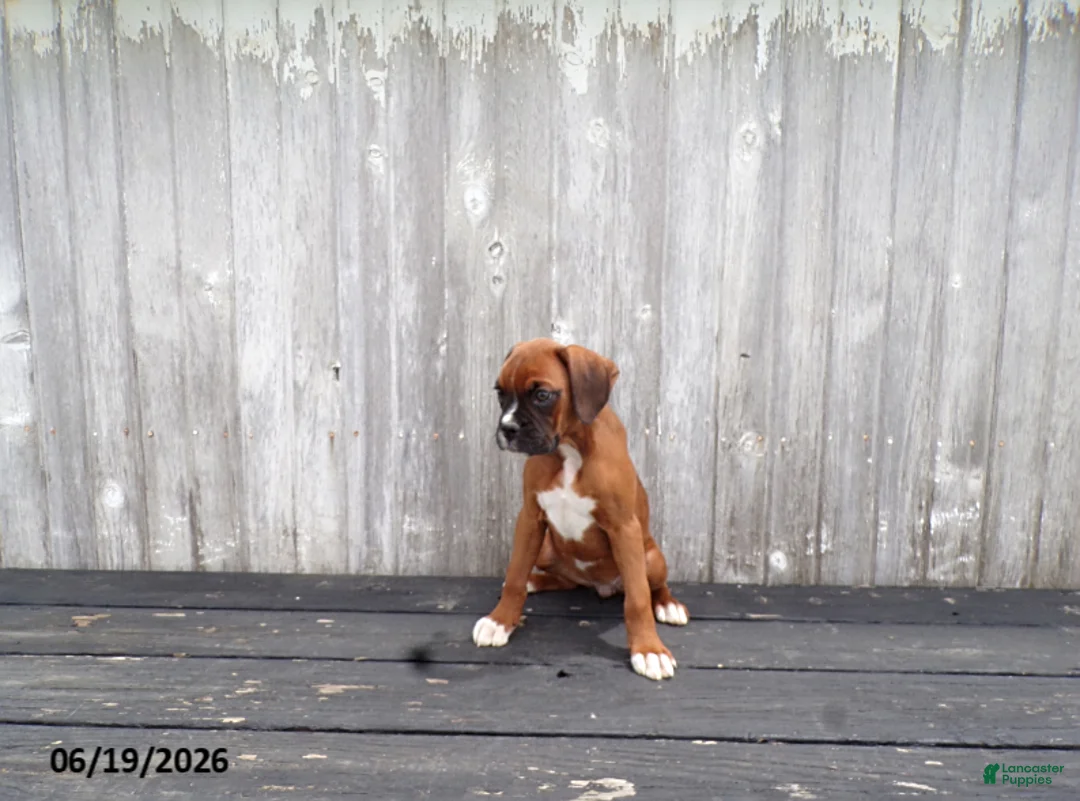 Boxer dogs for sale: Cherry - Ad 5