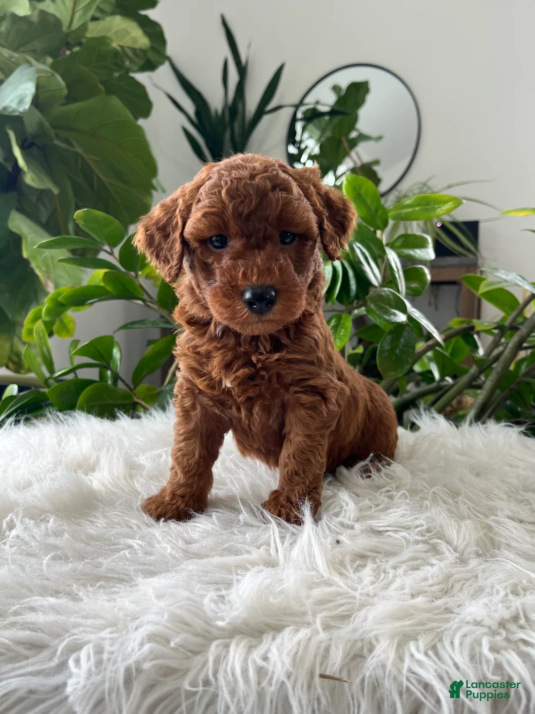 Mini Goldendoodle dogs for sale: Winston  - Ad 1