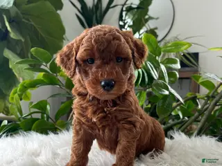 Mini Goldendoodle dogs for sale: Winston - Ad 2