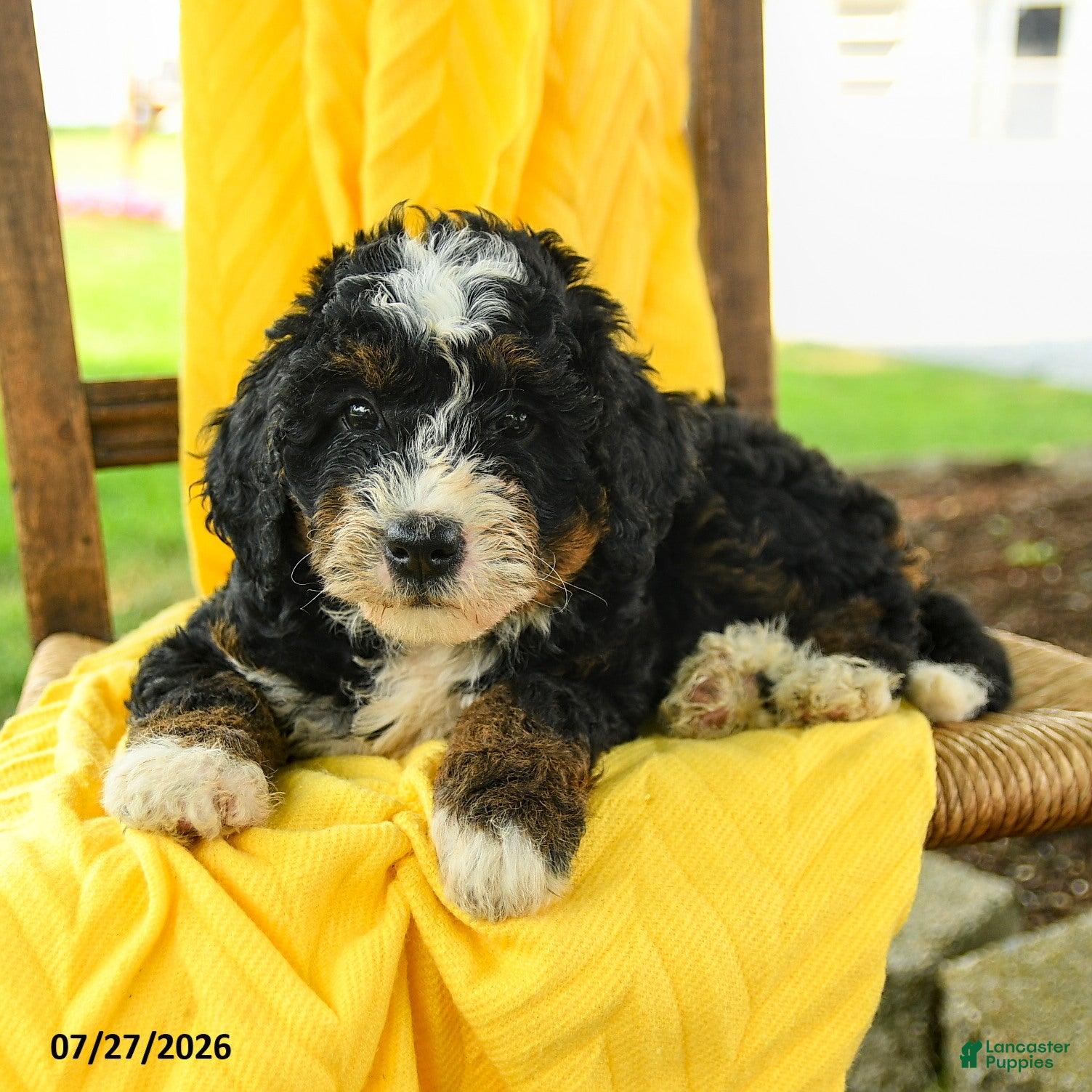Mini Bernedoodle dogs Caroline - Ad 2