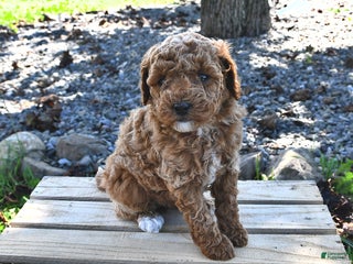 Miniature Poodle dogs - Ad 25