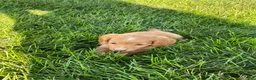 Miniature Dachshund dogs for sale: Ella - Ad 12