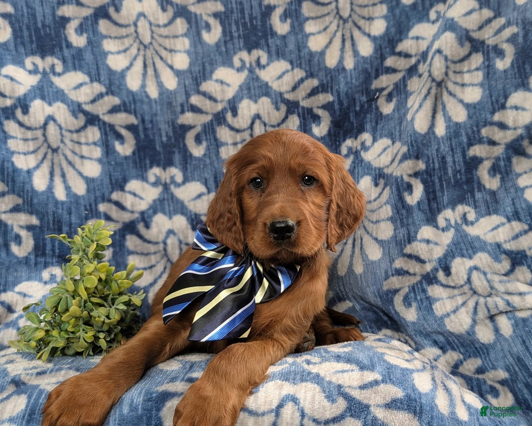 Irish Setter dogs for sale: Devan - Ad 6