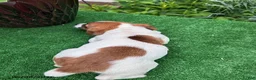 Jack Russell Terrier dogs for sale: Theo - Ad 2