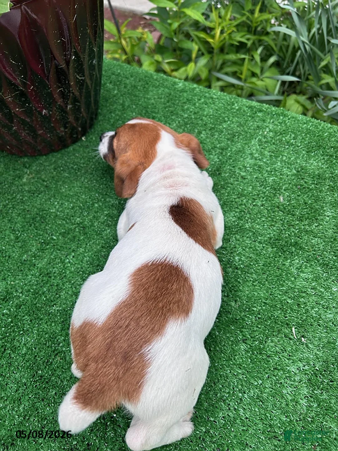 Jack Russell Terrier dogs for sale: Theo - Ad 2