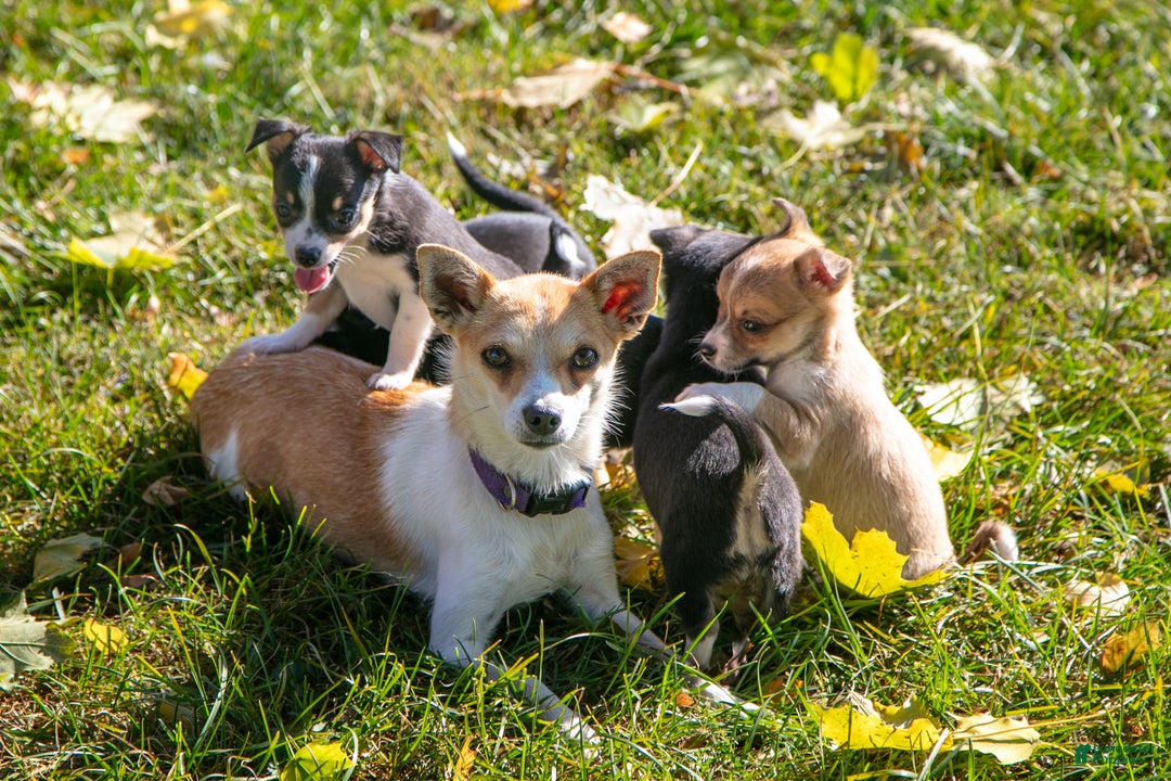 Chihuahua dogs for sale: Punk - Ad 4