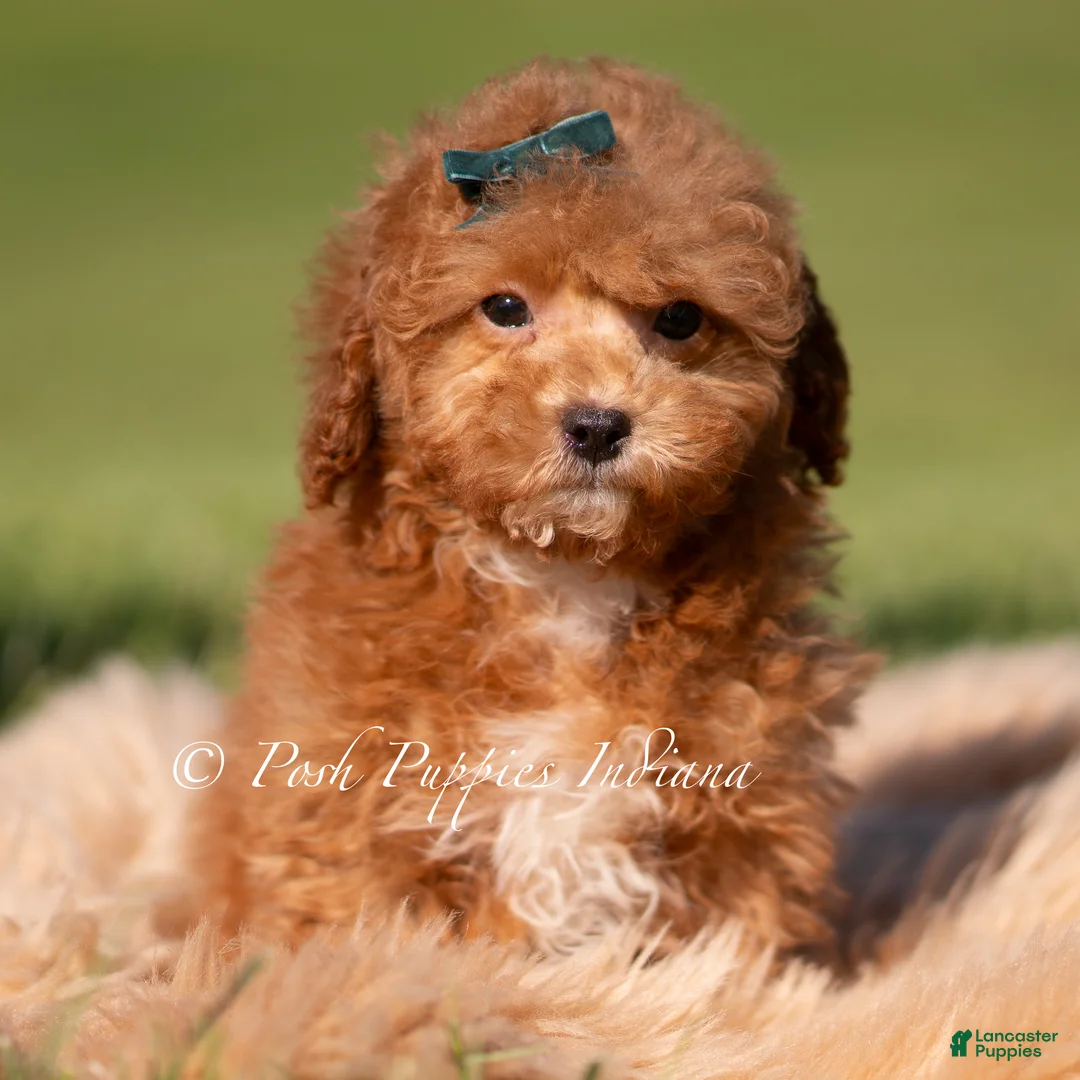 Maltipoo dogs for sale: Pepper FB - Ad 2