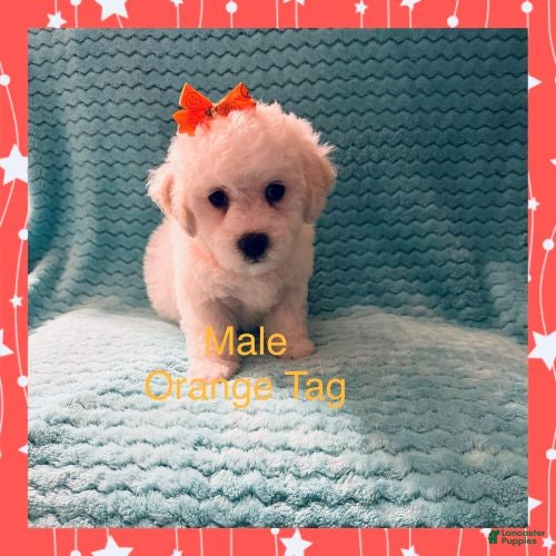 Bichon Frise dogs for sale: Orange Tag - Ad 1