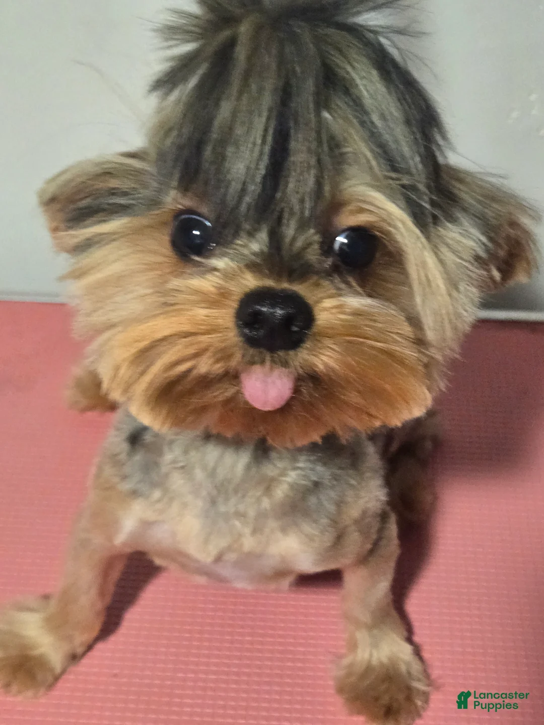 Gallery Image {{count}}