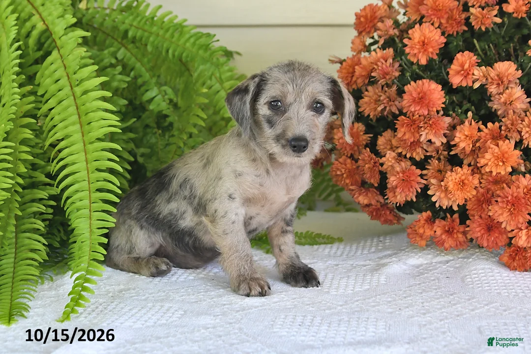 Mixed Breed dogs for sale: Chloe - Ad 1