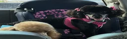 Miniature Poodle dogs for sale: Sprout - Ad 4