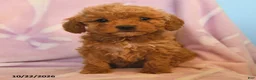 Mini Goldendoodle dogs for sale: Buddy - Ad 5