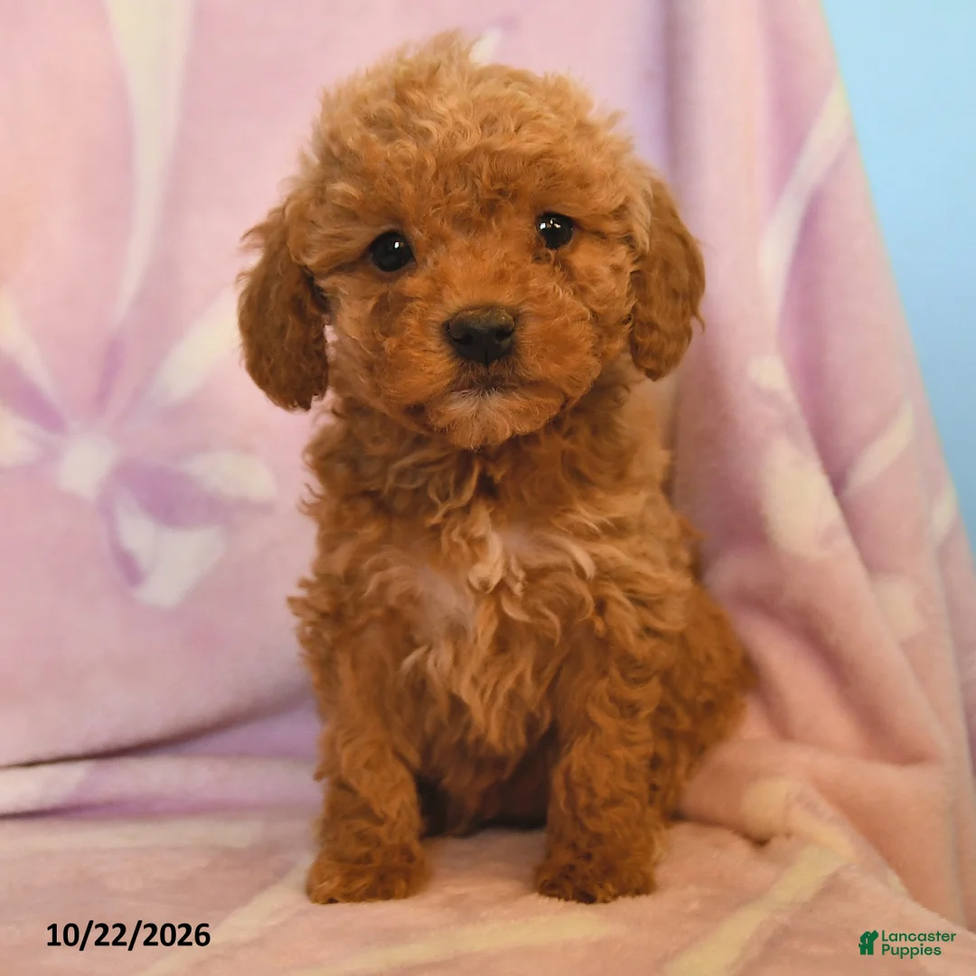 Mini Goldendoodle dogs for sale: Buddy - Ad 5