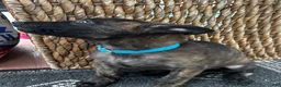 Dutch Shepherd dogs for sale: Dutch Shepherd 1 - Ad 2