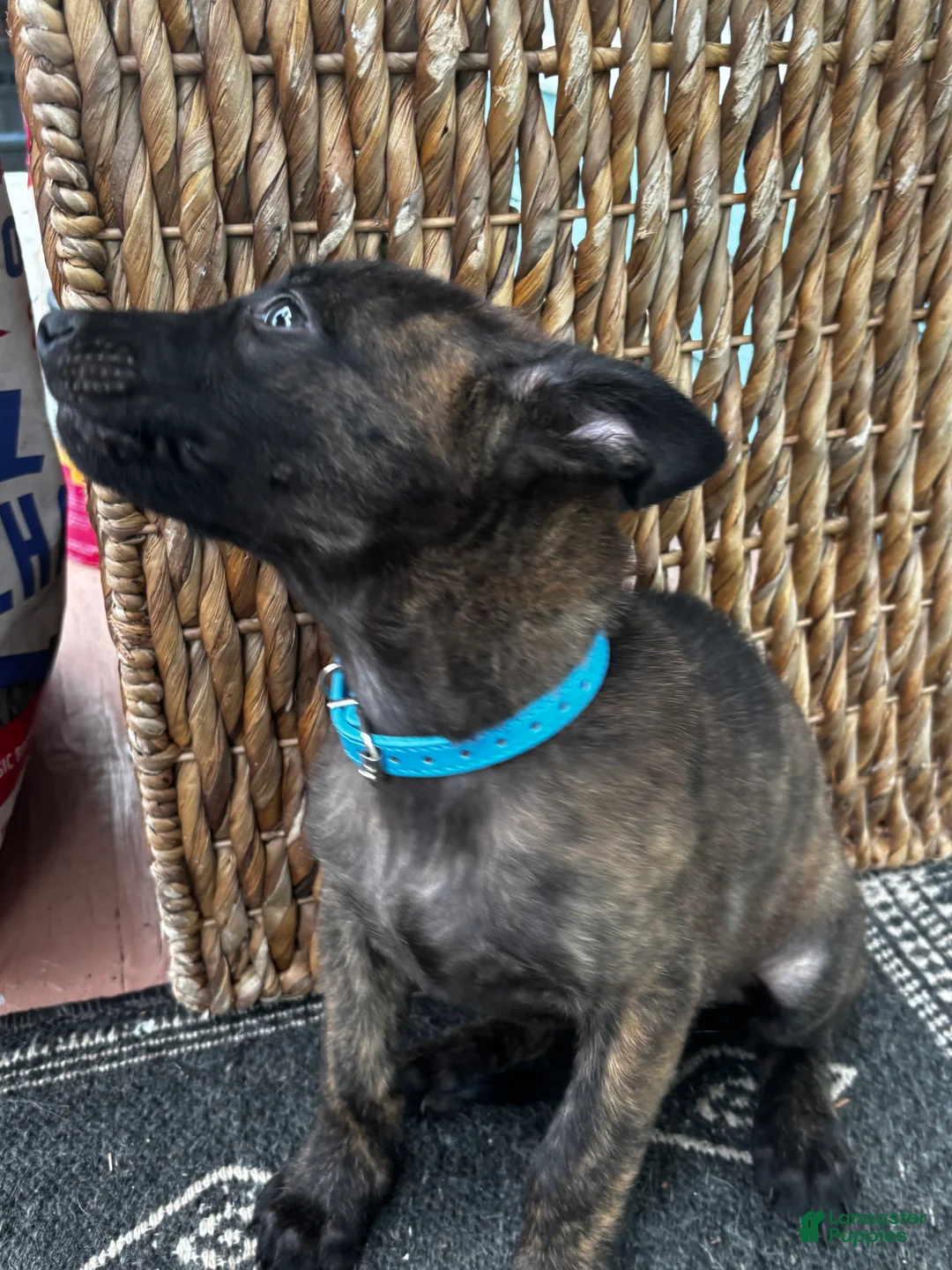 Dutch Shepherd dogs for sale: Dutch Shepherd 1 - Ad 2