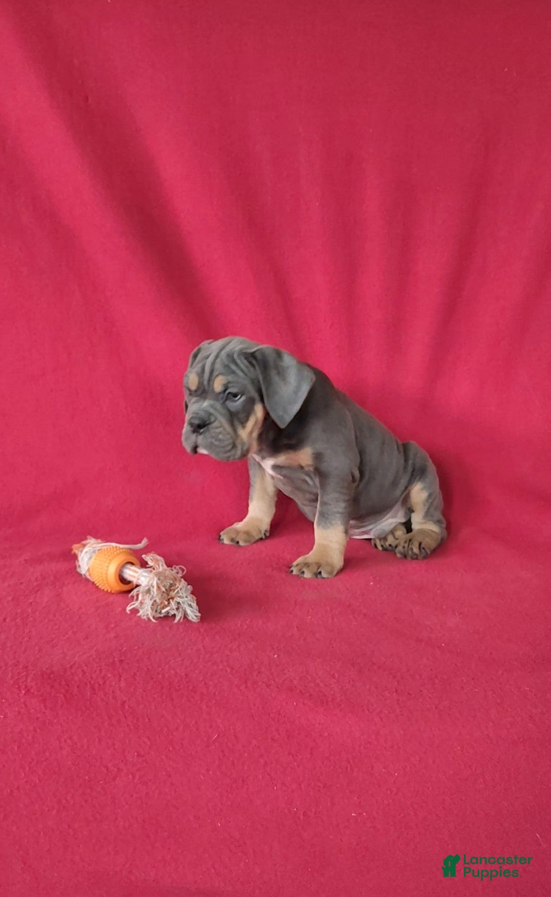 Beabull dogs for sale: Porter - Ad 3