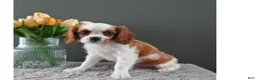 Cavalier King Charles Spaniel dogs for sale: Carly - Ad 5