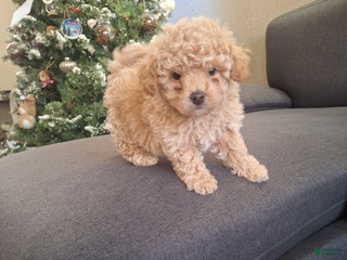 Toy Poodle dogs El Guero - Ad 5