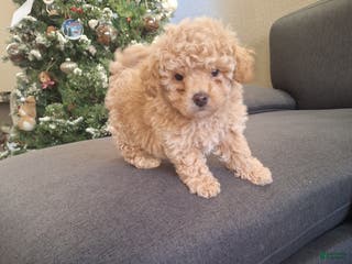 Toy Poodle dogs El Guero - Ad 4