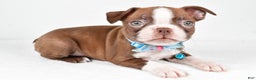 Boston Terrier dogs for sale: Wes - Ad 2