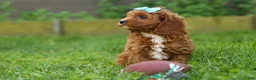 Cavapoo dogs for sale: OSCAR - Ad 8