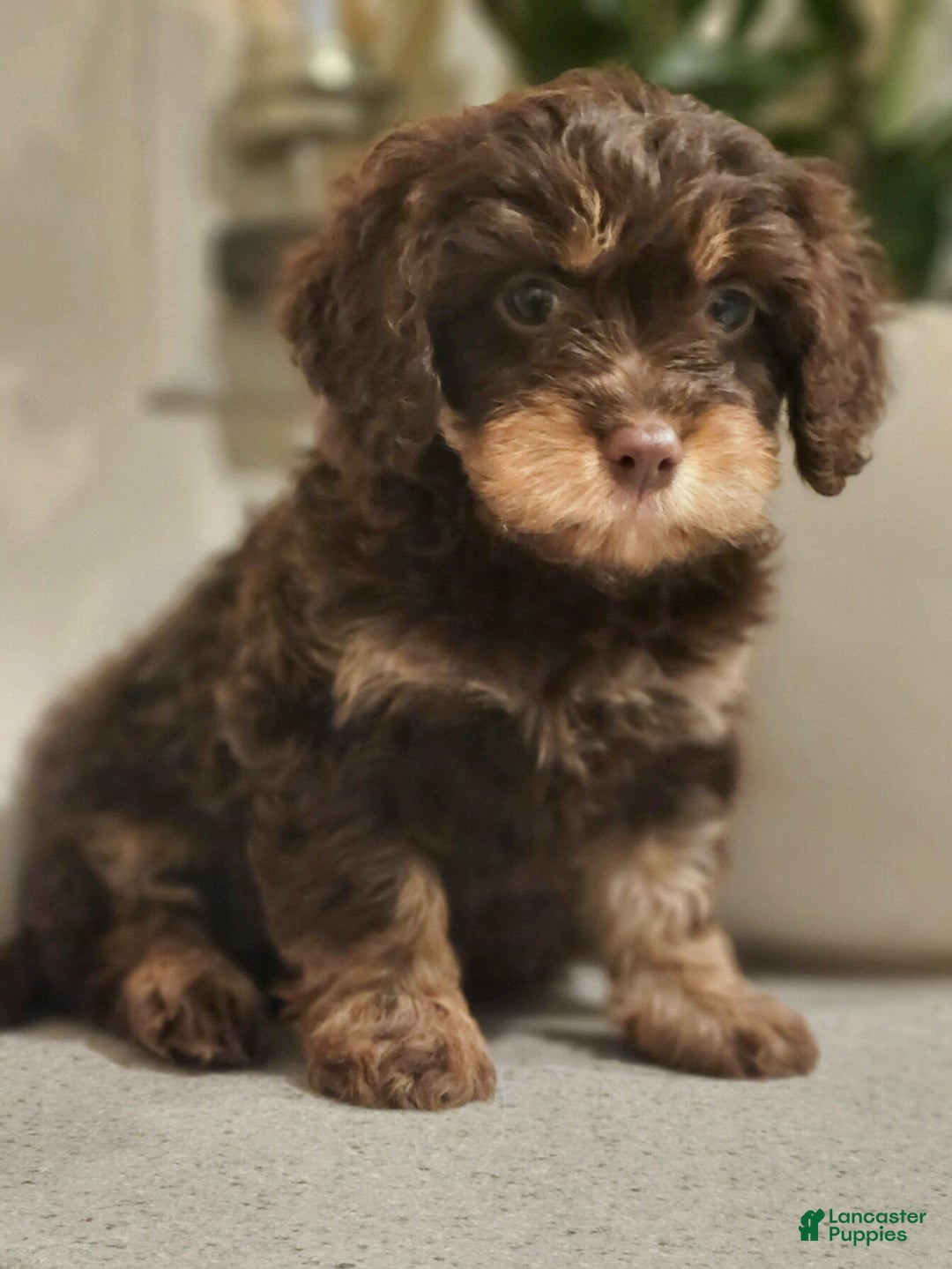 Cavapoo dogs for sale: Sandra - Ad 2