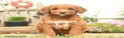 Goldendoodle dogs for sale: Reeses - Ad 4