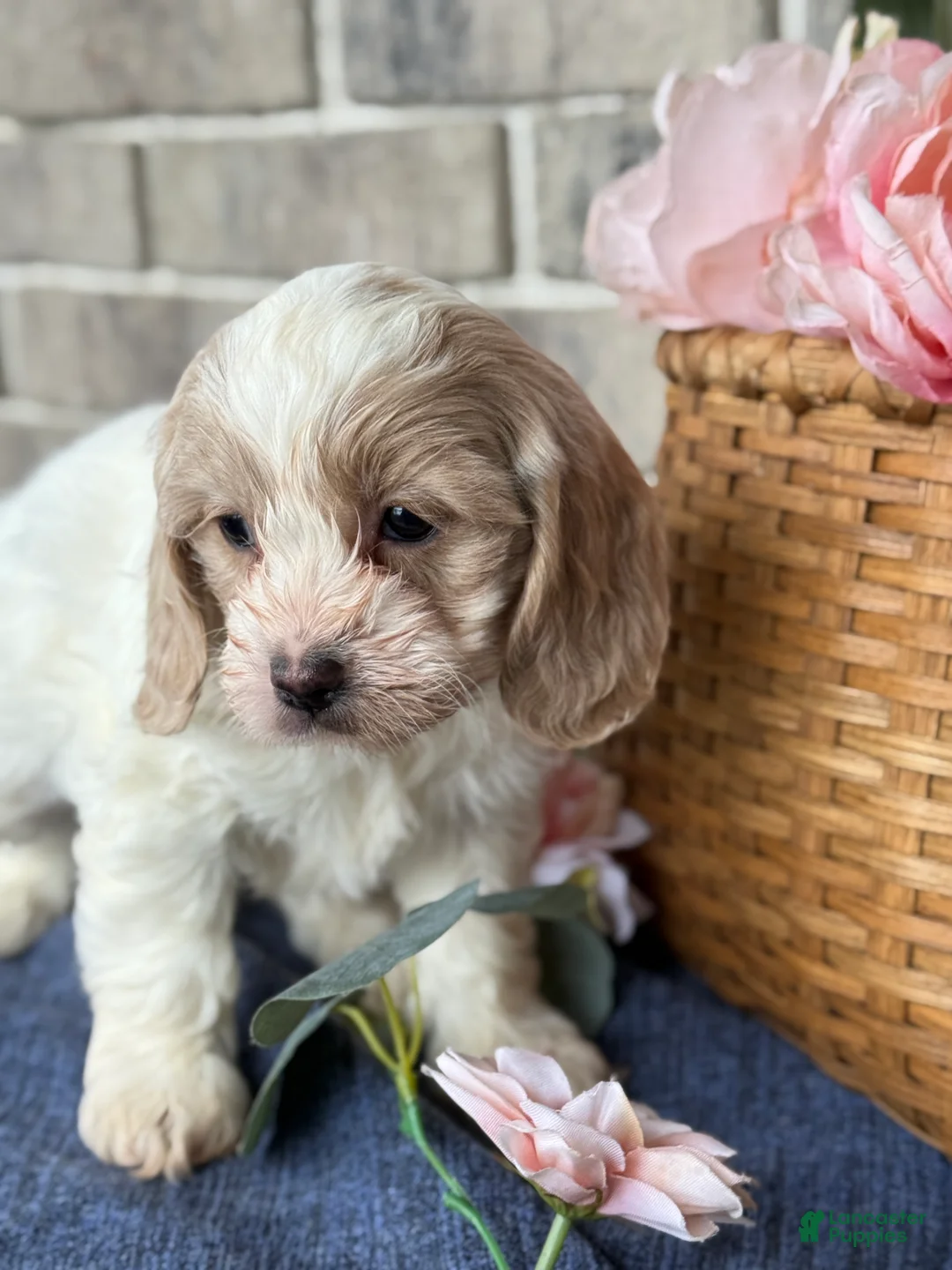 Cockapoo dogs for sale: Mable - Ad 3