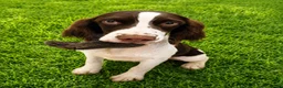 English Springer Spaniel dogs for sale: Rocky - Ad 1