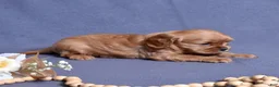 Cavalier King Charles Spaniel dogs for sale: Zephyr - Ad 8