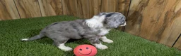 Mini Aussiedoodle dogs for sale: Sunset Girl 1 - Ad 4
