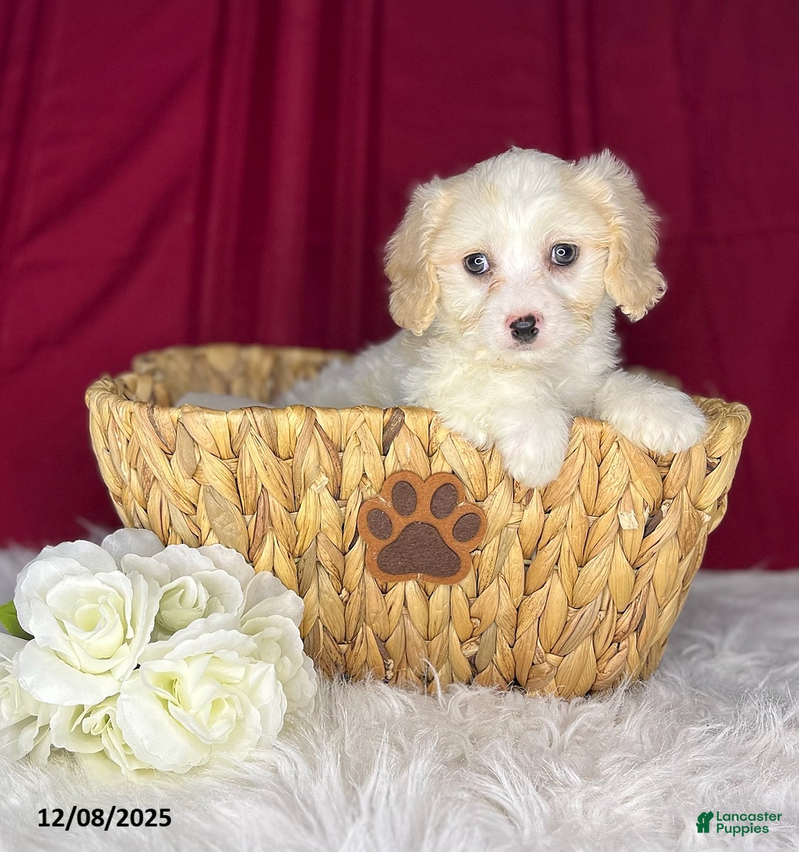 Cavachon dogs Oakley - Ad 16
