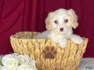 Cavachon dogs Oakley - Ad 3