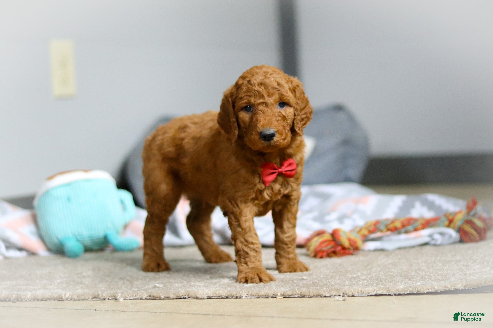 Goldendoodle dogs Milo F1b - Ad 2