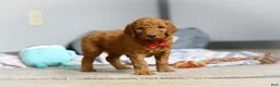 Goldendoodle dogs for sale: Milo F1b - Ad 2