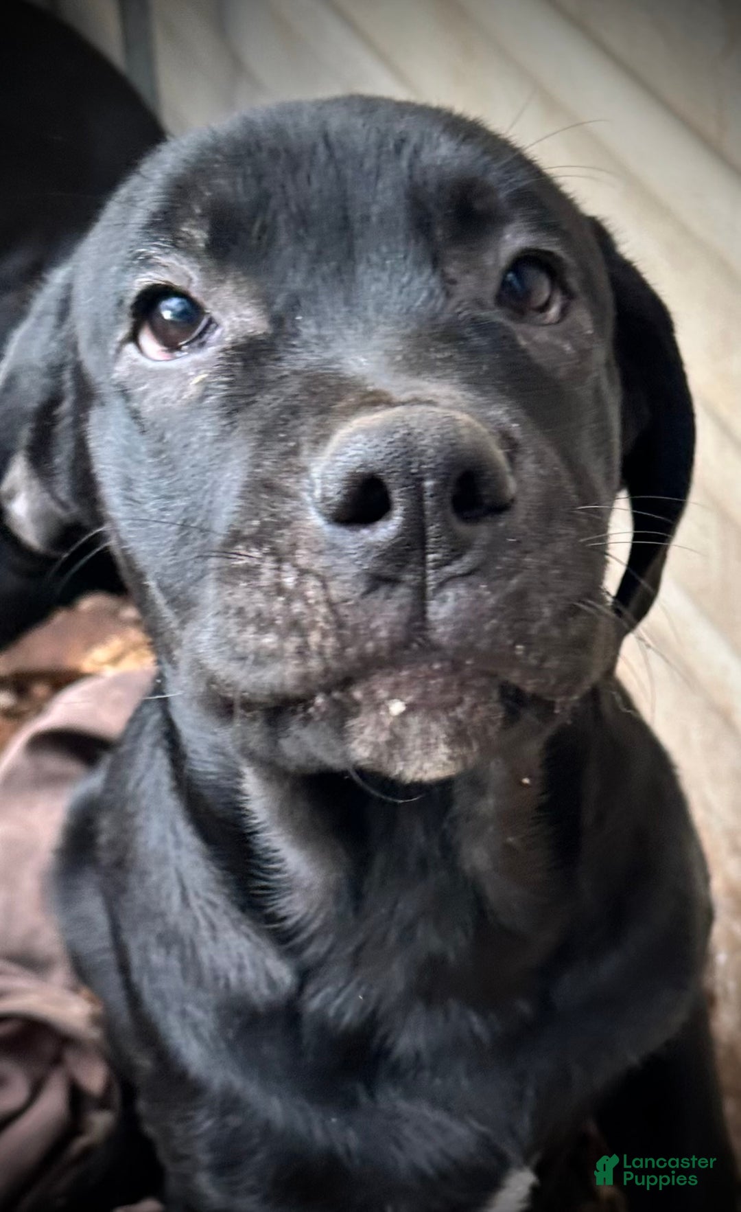 Mixed Breed dogs for sale: Cane Corso-Rottweiler - Ad 8