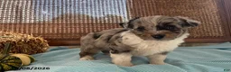 Mini Aussiedoodle dogs for sale: Dozer - Ad 2