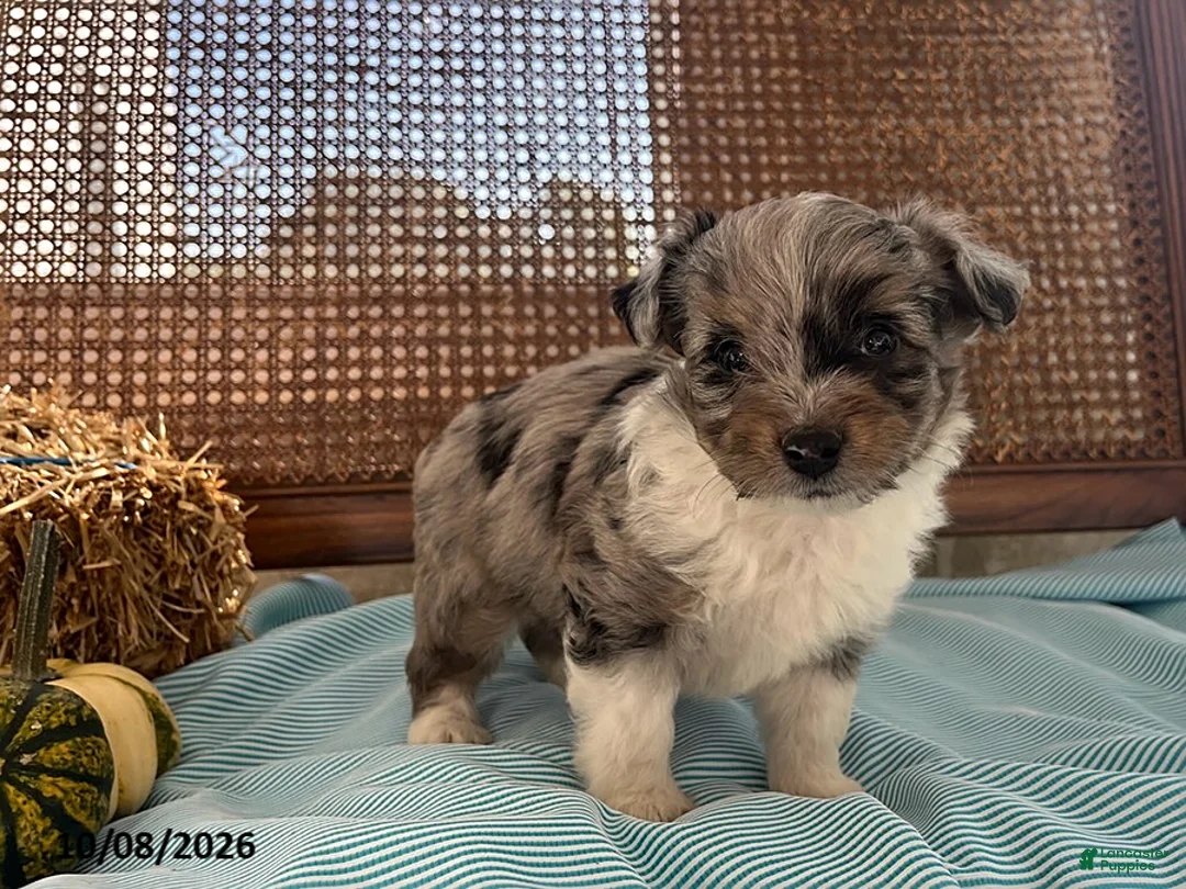 Mini Aussiedoodle dogs for sale: Dozer - Ad 2