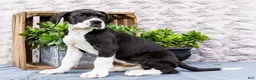 Great Dane dogs for sale: Kim - Ad 11